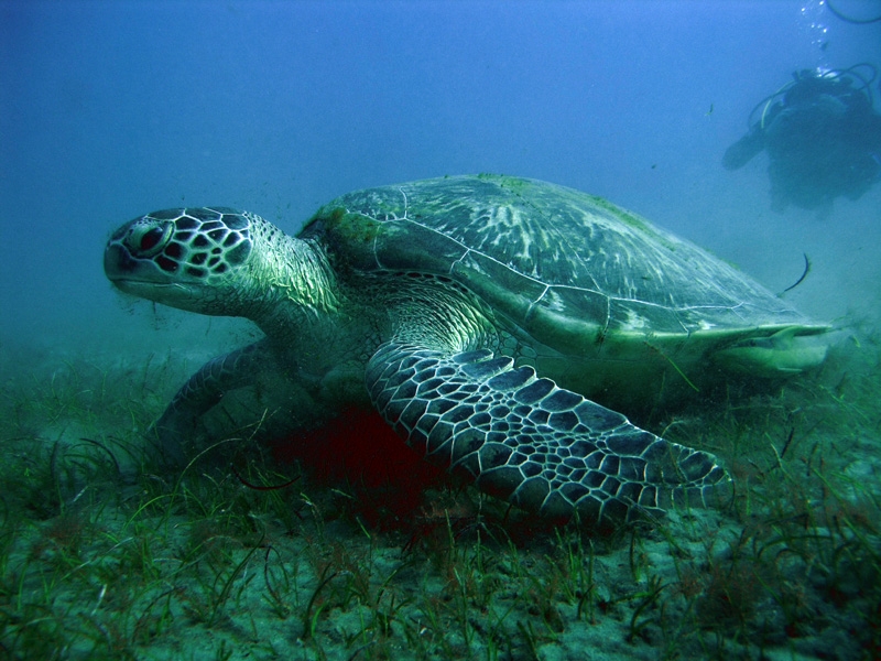 Underwater Life